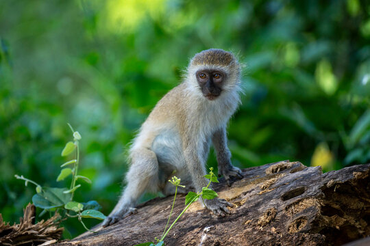 A vervet monkey sits on a log surrounded by lush green foliage in a forest setting. Taita-Taveta, Kenya
