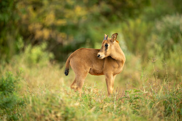 Fringe-eared oryx calf standing in a lush green field, looking back with its ears perked. Taita-Taveta, Kenya