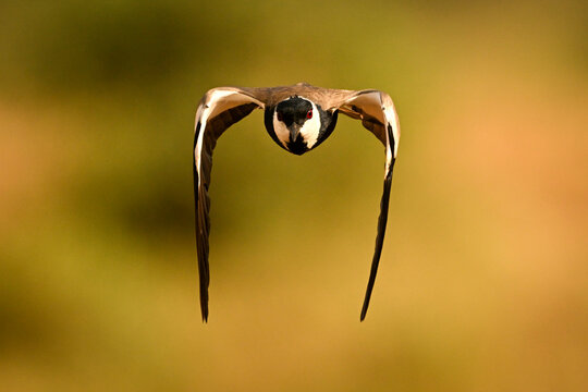 Blacksmith lapwing in flight with outstretched wings against a blurred brown background. Laikipia, Kenya