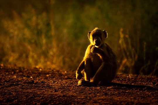 A yellow baboon sits thoughtfully on a sunlit dirt path in a natural setting at dusk. Taita-Taveta, Kenya