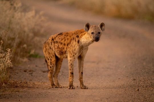 Spotted Hyena standing on a dirt path with blurred grassy background. Taita-Taveta, Kenya