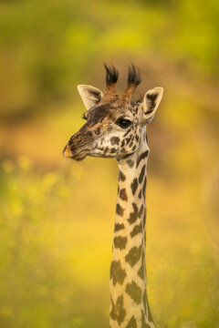A Masai giraffe with distinctive spotted neck and short ossicones amidst a lush green background. Taita-Taveta, Kenya
