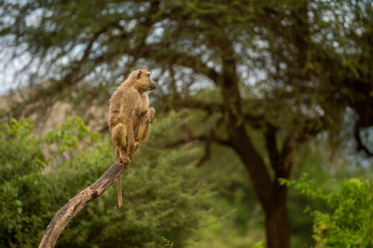 Yellow Baboon perched on a tree branch in a lush green forested area. Taita-Taveta, Kenya