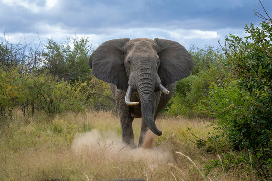 African Elephant charging through grasslands with dust trailing behind, under a cloudy sky.Taita-Taveta, Kenya