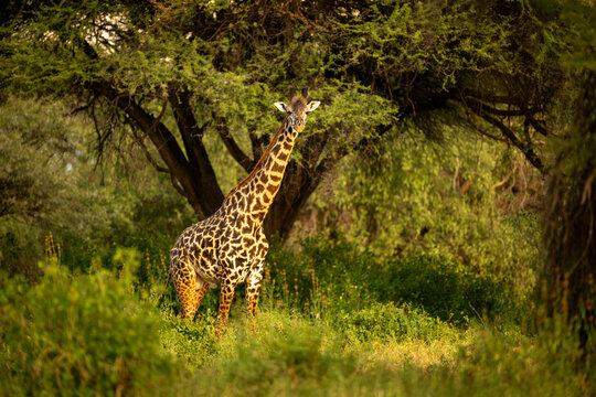 A Male Masai giraffe standing in a lush, green forested area, surrounded by vibrant foliage and trees. Taita-Taveta Kenya