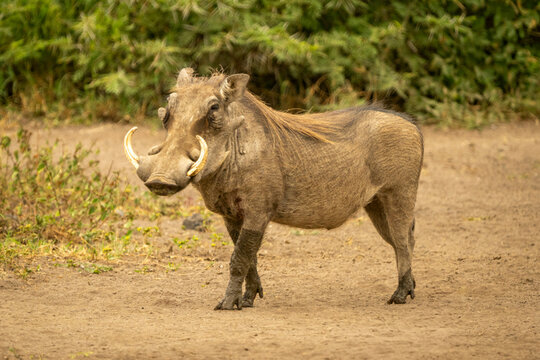 A Common warthog with large tusks stands on a dirt path surrounded by green foliage. Taita-Taveta, Kenya