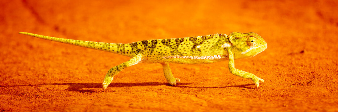flap-necked chameleon walking on vibrant red earth with a striking yellow and green pattern. Taita-Taveta, Kenya