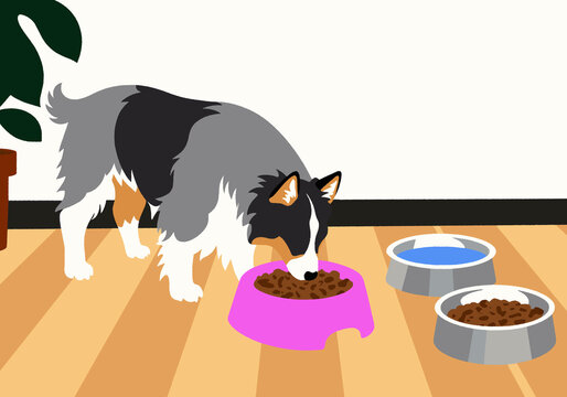 Collie dog eating from a pink bowl on a wooden floor with water and extra food nearby. Illustration