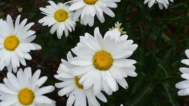 Daisy bush moving  in wind, floral background.Horizontal video