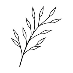 minimal willow plant branch drawing vector