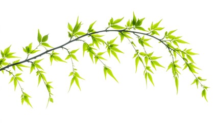 Naklejka premium Vibrant Green Spring Branch Leaves Nature Photography