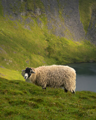 Wild mountain sheep grazing in beautiful green scenery up Blencathra in The Lake District, UK.