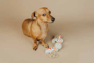 Dachshund with toy rope sitting on studio floor for pet product and advertisement concept