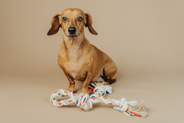 Dachshund with toy rope sitting on studio floor for pet product and advertisement concept