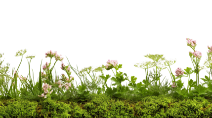 Vibrant green grass and wildflowers border isolated on white background