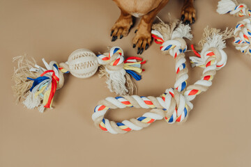 Close up of dachshund paws with colorful chew toys for pet detail and product focus concept