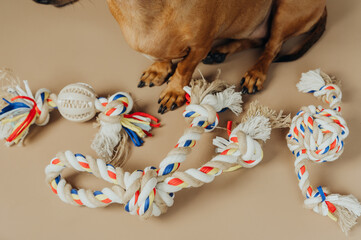 Close up of dachshund paws with colorful chew toys for pet detail and product focus concept