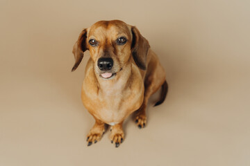 Cute dachshund sitting alone on beige background for identity, portrait and pet adoption concept