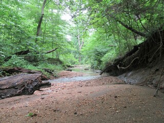 peaceful stream in the forest
