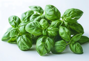 Fototapeta premium Fresh Basil Leaves on Wooden Surface