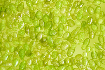Wolffia globosa on clean water, the nutrient rich plant. High quality plant protein, omega 3 and...