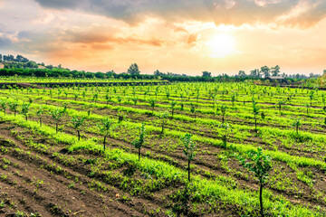 beautiful view in a green farm field with rows of rural plants and trees with amazing sunset or...