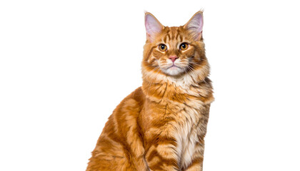 Obraz premium Elegant Himalayan Cat Posing Against a White Background