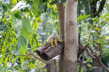 A lizard sits on a tree branch, surrounded by dense foliage. Her pose is relaxed, and the...