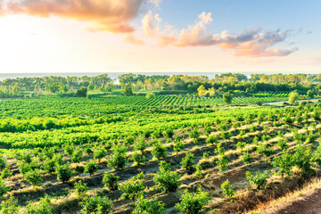 green rows of fruit trees on a farmland plantation during sunrise or sunset in beautiful summer...