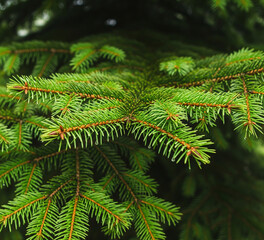 close up of a pine tree