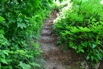 Fototapeta premium A Steep Hiking Trail Through a Lush tropical Forest