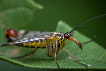 Scorpionfly on a Green Leaf in Natural Setting