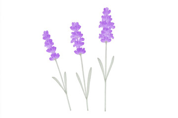 Obraz premium Three lavender flowers growing on a transparent background, perfect for adding a touch of nature to any project