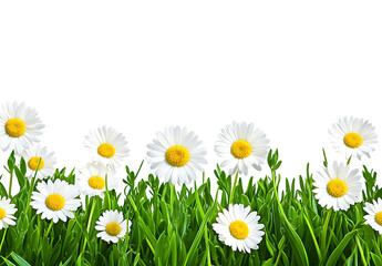 Beautiful spring border with green grass and daisies on a white background, detailed illustration, high-resolution, professional photograph. 