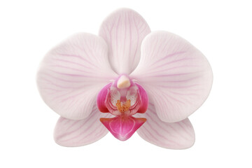 Close-up of a pink orchid flower blooming, isolated on a transparent background, showcasing its delicate beauty and vibrant colors