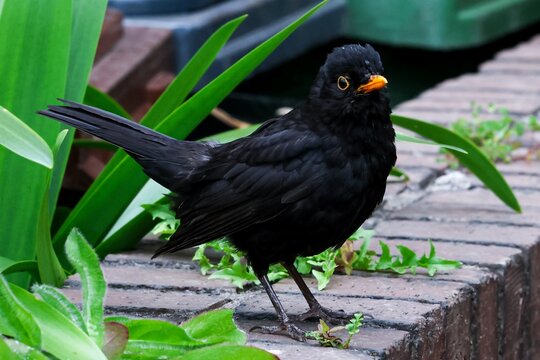 Close-up of a common blackbird (Turdus merula) with sharp details, showing glossy black feathers and a bright yellow beak in natural light