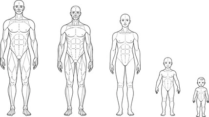 Human body anatomy illustration showing male, female, child, and infant proportions, medical education, vector diagram, growth stages chart. flat vector illustration