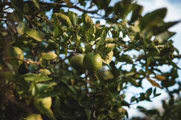 Beautiful Fruits on Sunlit trees