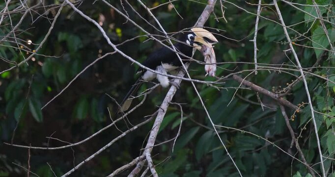 An Oriental Pied Hornbill Anthracoceros albirostris is crushing a dead mouse with it beak as balances on a branch of a tree inside a national park in Thailand.