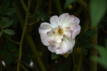 Rosa great maiden's blush white flower, Spring Flowering white Flower Heads on an Old English Rose (Rosa 'Great Maiden's Blush) with leaves, white double Alba rose Maiden's Blush flowers in a garden