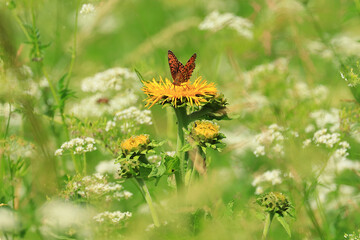 Butterfly on flower, macro photography
