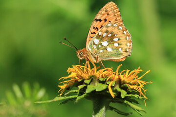 Butterfly on flower, macro photography