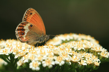 Butterfly on flower, macro photography