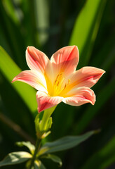 Fototapeta premium Künstlerische Makroaufnahme einer rosa Blüte mit Tropfen