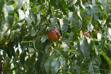 Fresh Ripe nectarine fruits on a tree branch with leaves closeup, A bunch of ripe nectarine, Ripe...