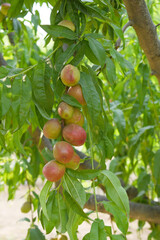 Fresh Ripe nectarine fruits on a tree branch with leaves closeup, A bunch of ripe nectarine, Ripe...