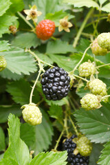 Natural food - fresh ripe blackberries in a garden. Bunch of ripe blackberry fruit - Rubus...
