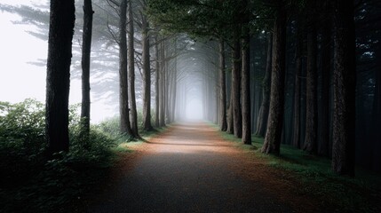 Obraz premium Serene Forest Pathway with Misty Background and Towering Trees