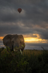 elephant at sunset © JayantaGuha