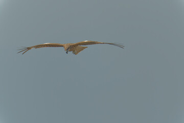 Bird of Prey Gliding in the Sky